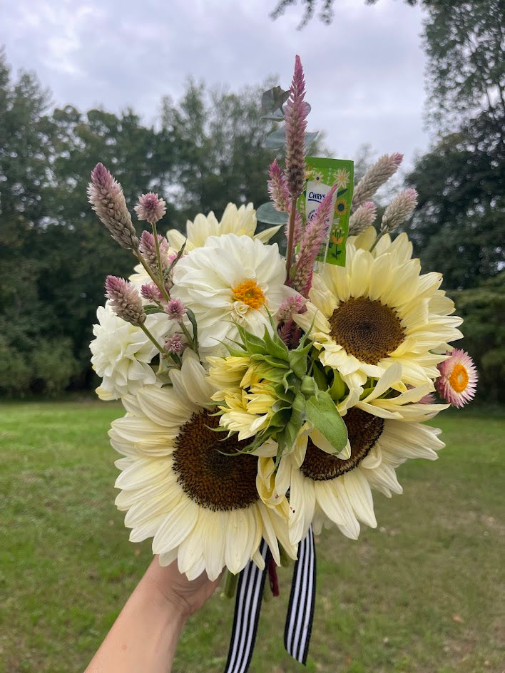 Sunset-Toned Celosia Seedlings (4-Pack)