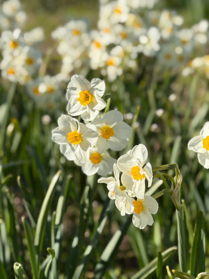 Naturalizing Mini Daffodil Bulbs — 10-Bulb Variety Mix
