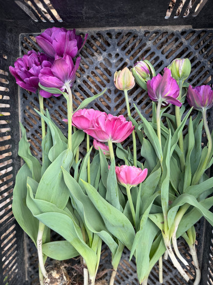 Specialty Double Peony Tulip Bulbs — 10-Bulb Pack