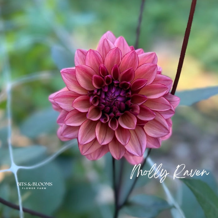 Molly Raven Dahlia Tuber