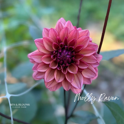 Molly Raven Dahlia Tuber