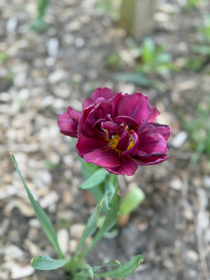 Mother’s Day Bouquet Pre-Order — Locally Grown & Hand-Wrapped