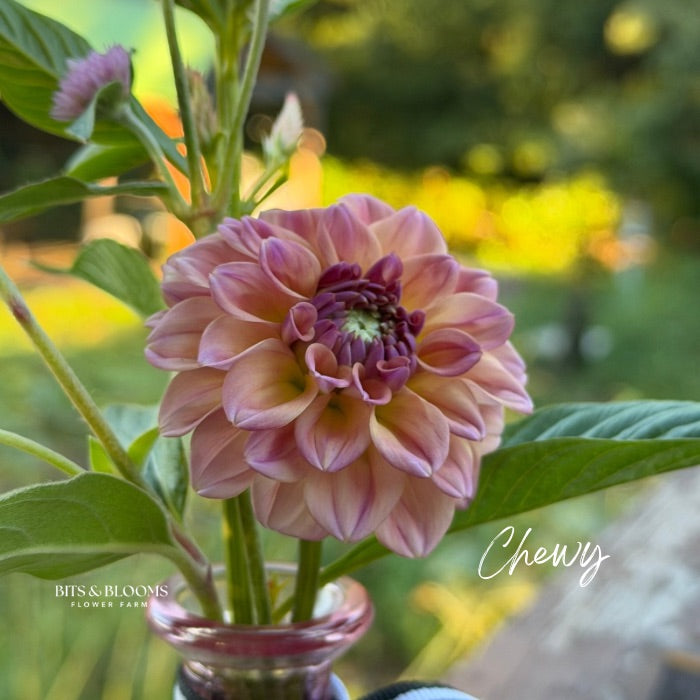 Chewy Dahlia Tuber