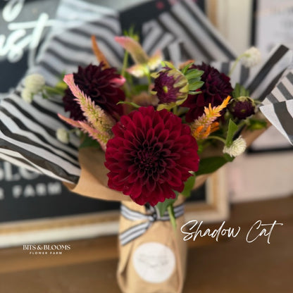 Shadow Cat Dahlia Tuber