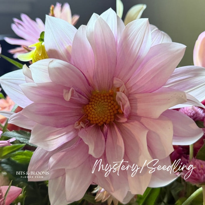 Mystery Dahlia Tuber
