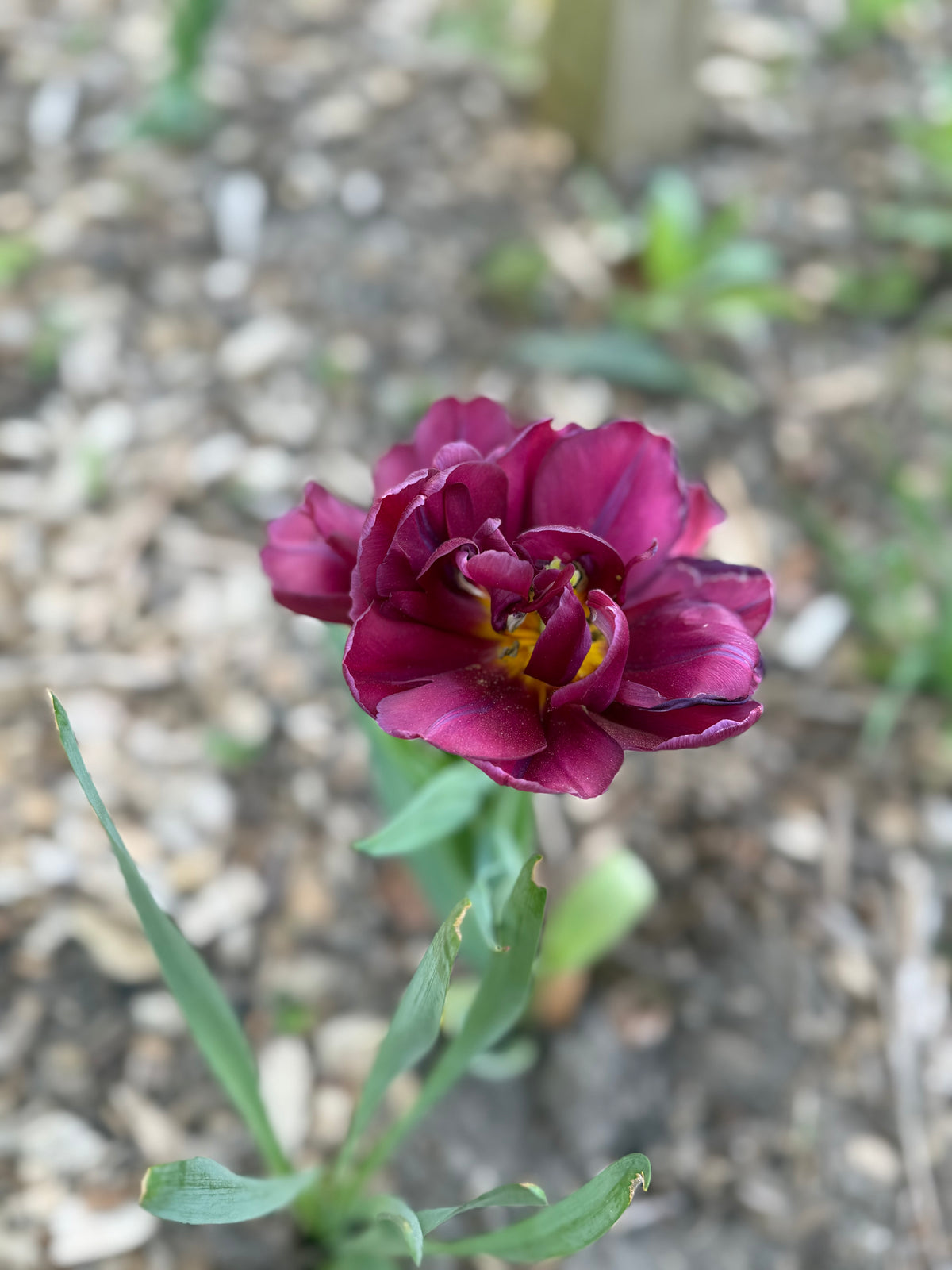 Specialty Double Peony Tulip Bulbs — 10-Bulb Pack