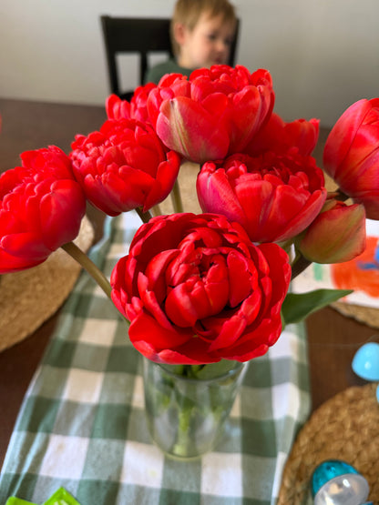 Specialty Double Peony Tulip Bulbs — 10-Bulb Pack