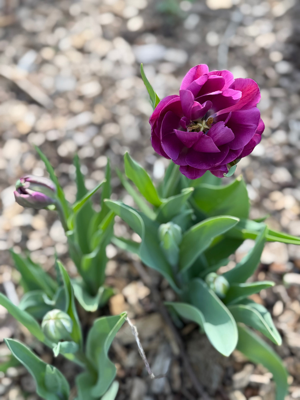 Specialty Double Peony Tulip Bulbs — 10-Bulb Pack