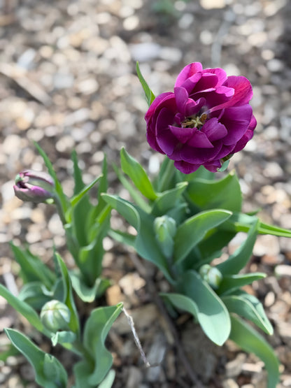 Specialty Double Peony Tulip Bulbs — 10-Bulb Pack