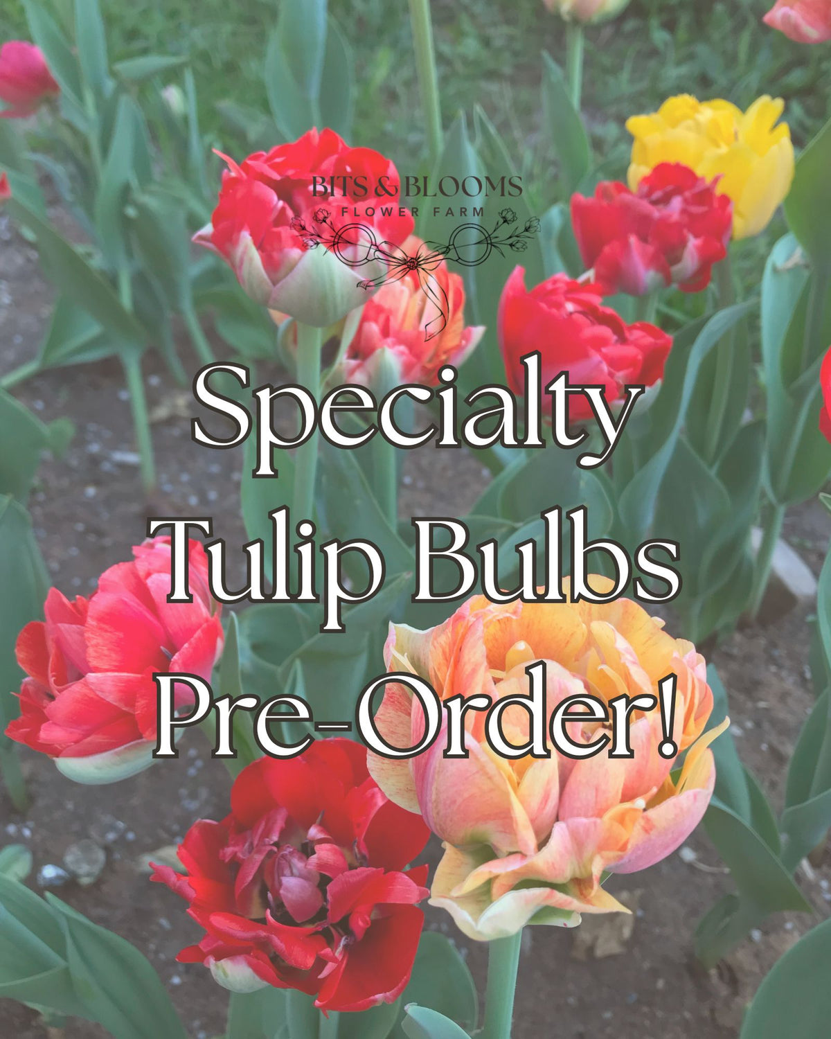 Specialty Double Peony Tulip Bulbs — 10-Bulb Pack