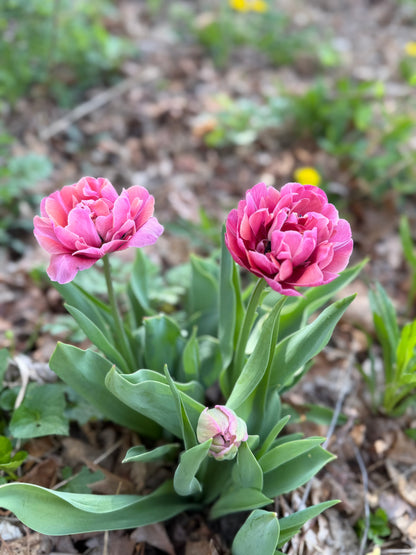 Specialty Double Peony Tulip Bulbs — 10-Bulb Pack
