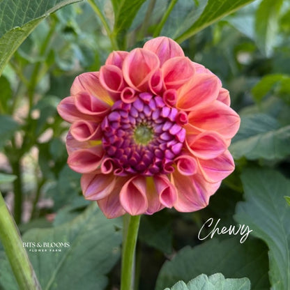 Chewy Dahlia Tuber