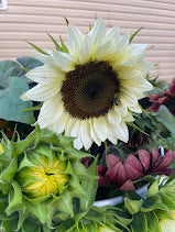 October Dahlia Subscription (4 Weeks)
