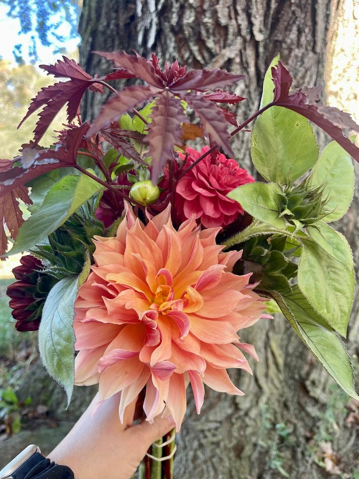October Dahlia Subscription (4 Weeks)