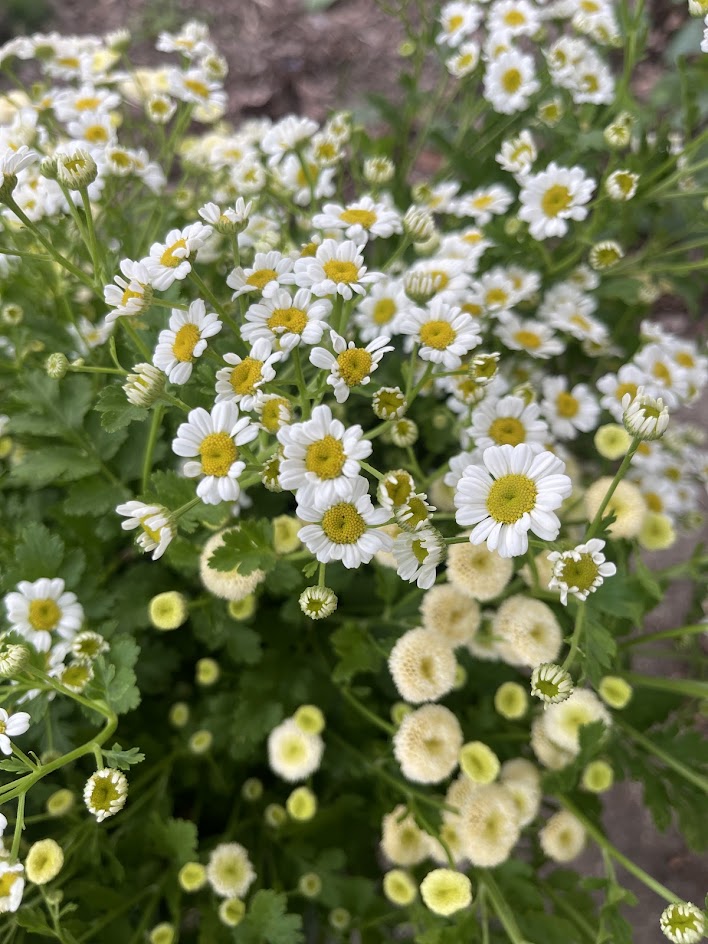 Early Summer Flower Subscription (6 Weeks)