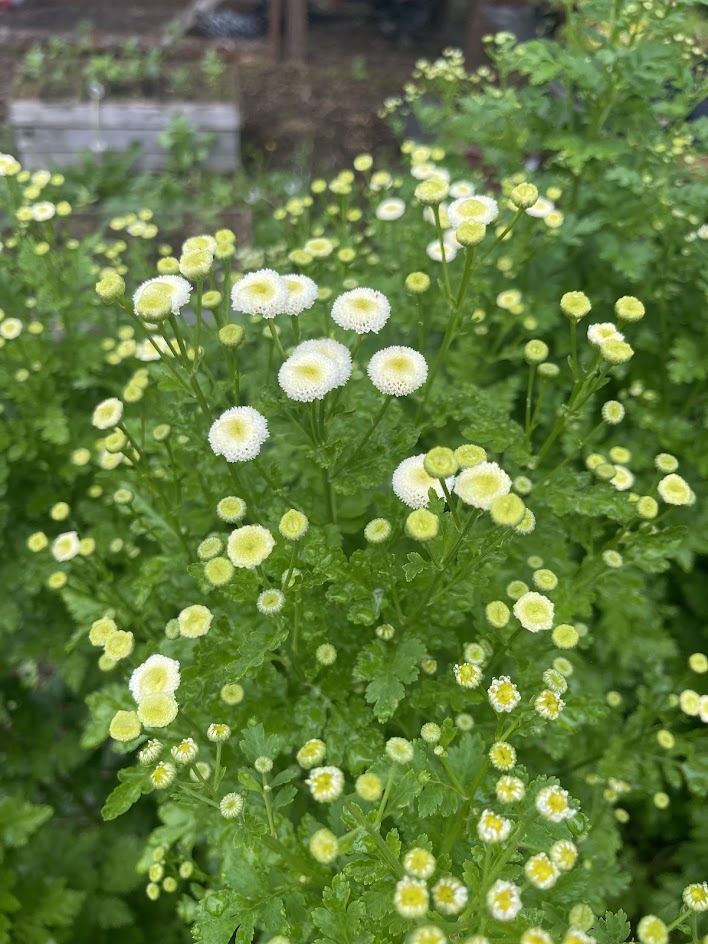 Early Summer Flower Subscription (6 Weeks)