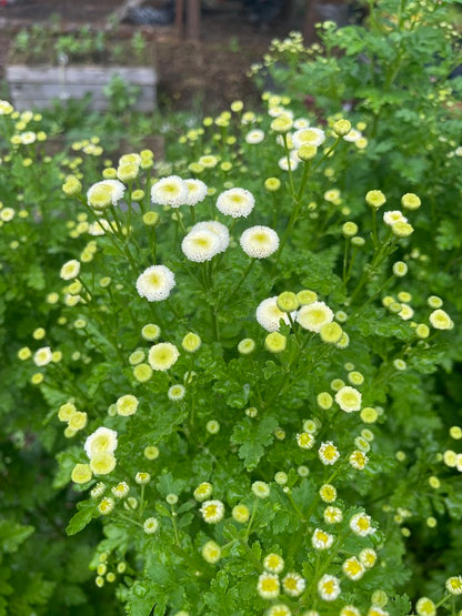 Early Summer Flower Subscription (6 Weeks)