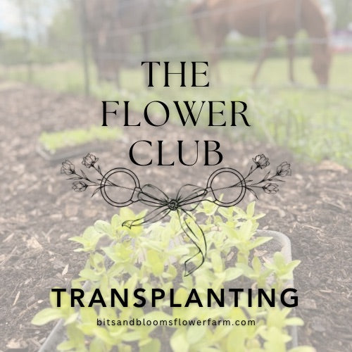 (9.21) Cool Flower Transplanting: Week of September 21st to 26th