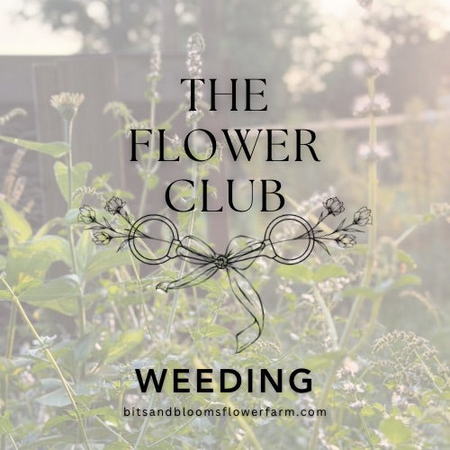 (8.10-8.15) Weeding: Week of August 10th to 15th
