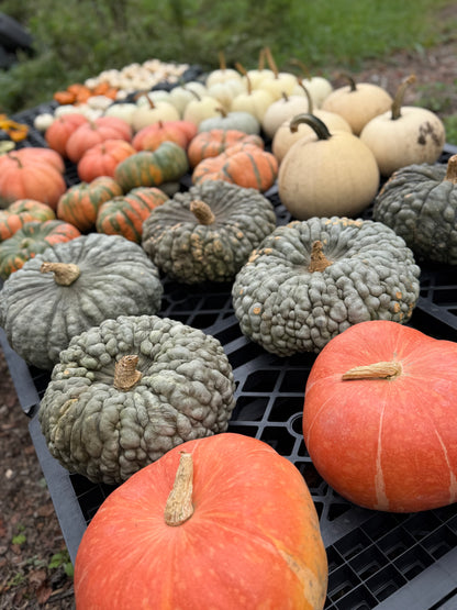The Front Steps Pumpkin Bundle