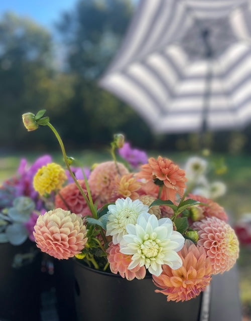 Dahlias in Bulk Bucket at Bits & Blooms Flower Farm
