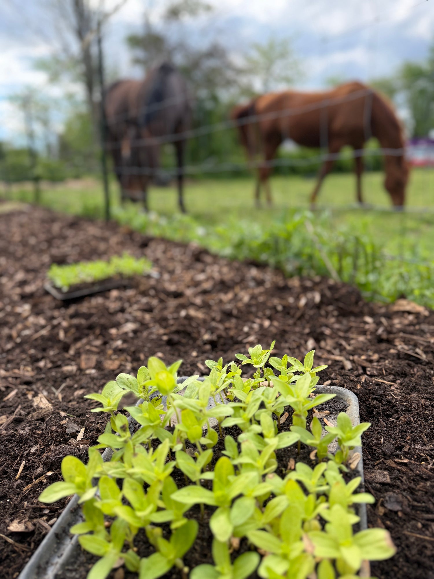 Young plants in a garden bed with horses grazing in the background at Bits & Blooms Flower Farm.