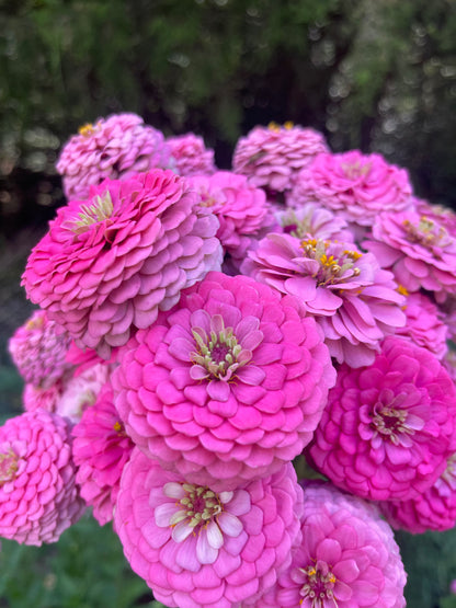 Pastel Mix Zinnia Seedlings (4-Pack)