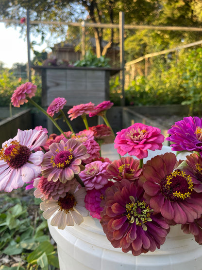 Pastel Mix Zinnia Seedlings (4-Pack)