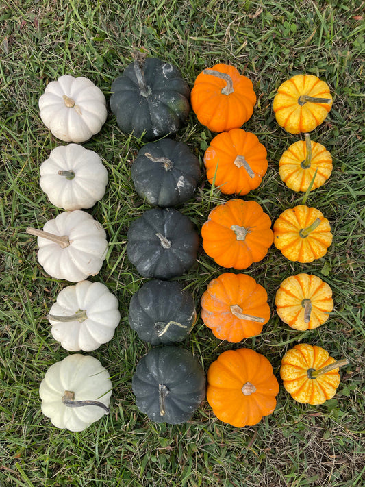 A collection of decorative pumpkins and gourds arranged in columns on green grass, featuring white, dark green, orange, and yellow varieties. Mini pumpkins and porch pumpkins available at Bits & Blooms Flower Farm in Franklinville, NJ