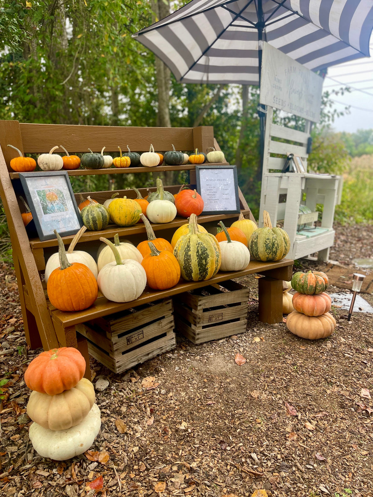 A wooden display stand outdoors filled with assorted pumpkins and gourds in orange, white, yellow, and green, with stacked pumpkins on the ground and a striped patio umbrella overhead. Porch Pumpkins at Bits & Blooms in Franklinville