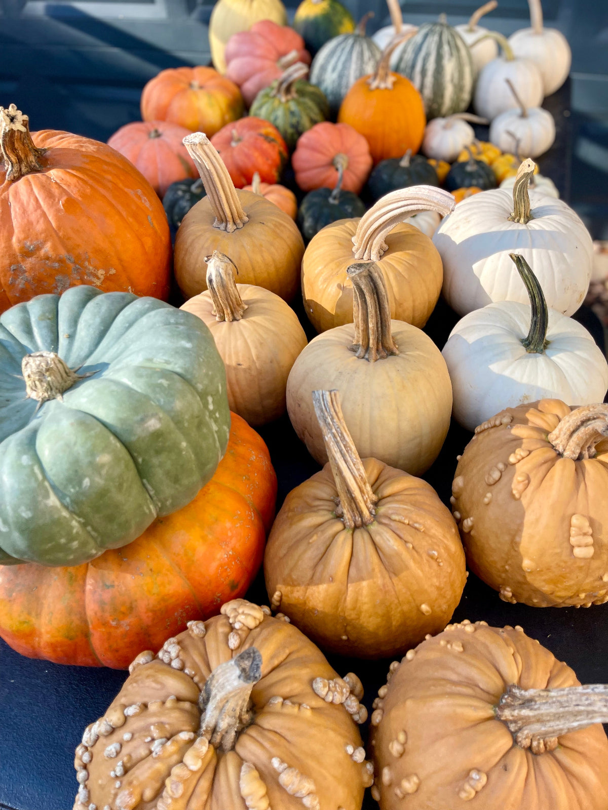 A large assortment of pumpkins and gourds in various shapes, sizes, and colors, including orange, beige, white, green, and striped varieties, piled together on a dark surface. Bulk porch pumpkins, locally grown, available at Bits & Blooms Flower Farm in Franklinville, NJ
