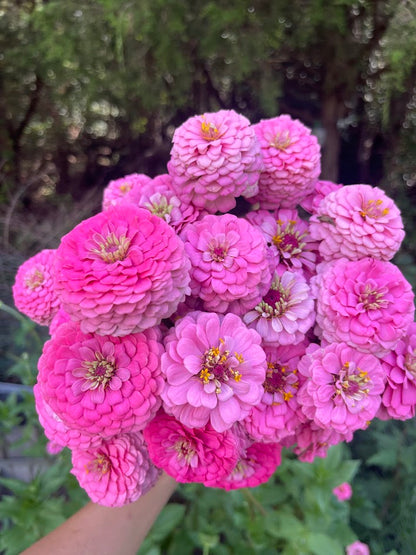 Peak Summer Flower Subscription (4 Weeks)