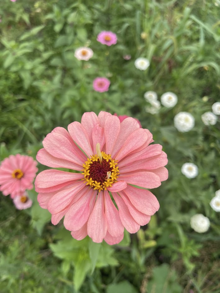 September Flower Subscription (4 Weeks)