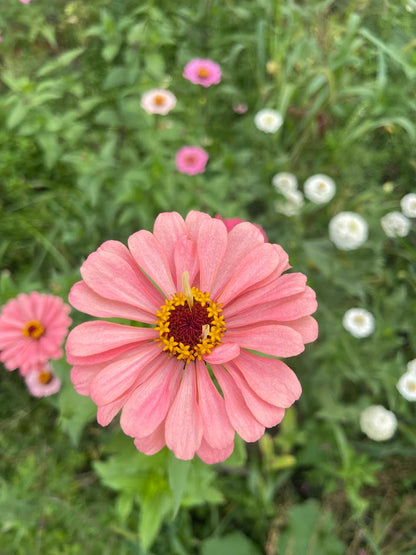 September Flower Subscription (4 Weeks)