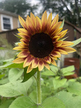 September Flower Subscription (4 Weeks)