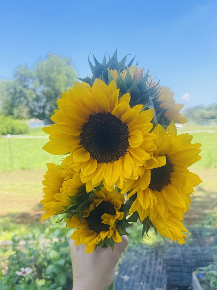 Early Summer Flower Subscription (6 Weeks)
