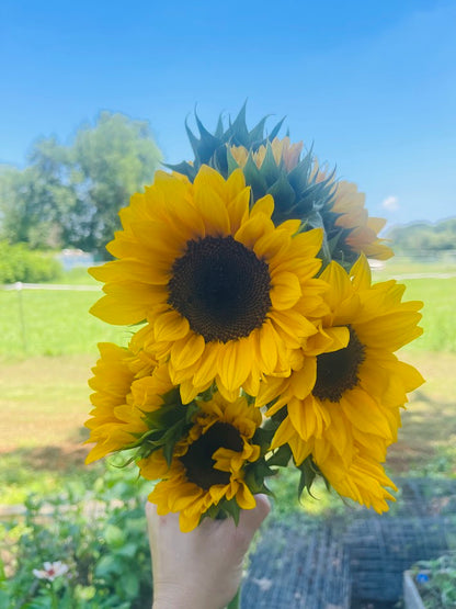 Early Summer Flower Subscription (6 Weeks)