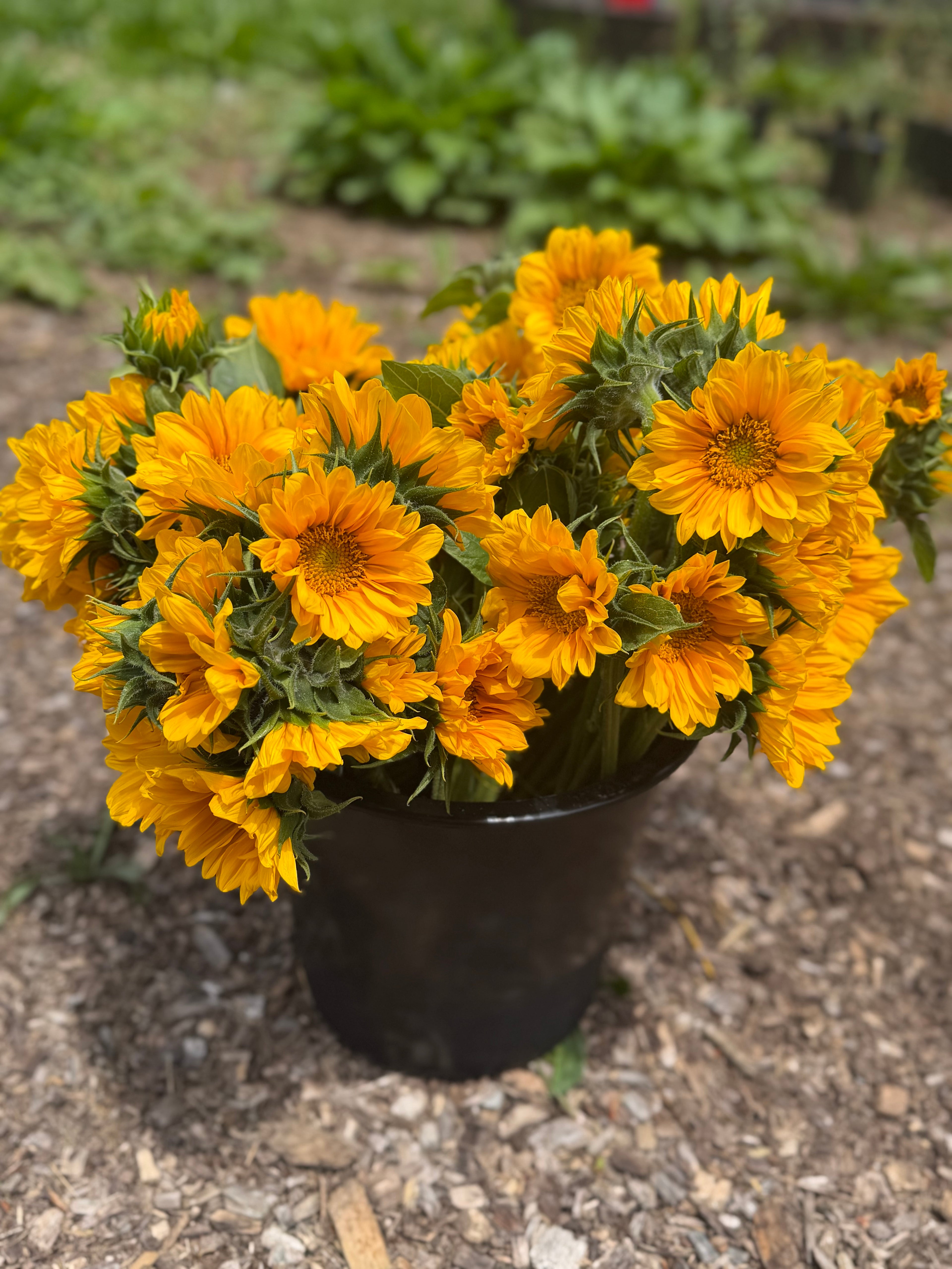ProCut Gold Lite Sunflowers from Bits & Blooms Flower Farm in NJ

