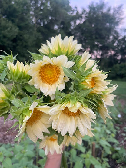 Early Summer Flower Subscription (6 Weeks)