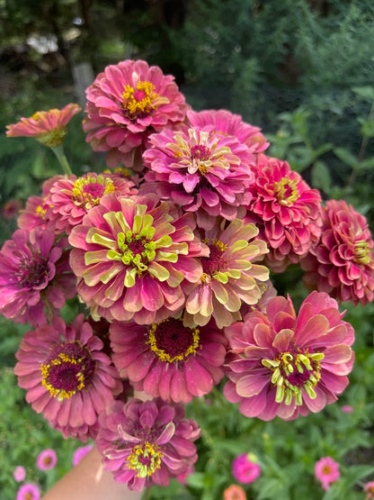 Peak Summer Flower Subscription (4 Weeks)