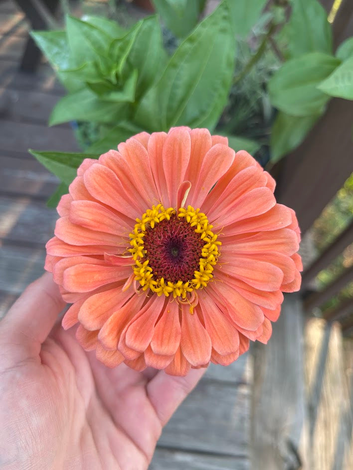 Peak Summer Flower Subscription (4 Weeks)