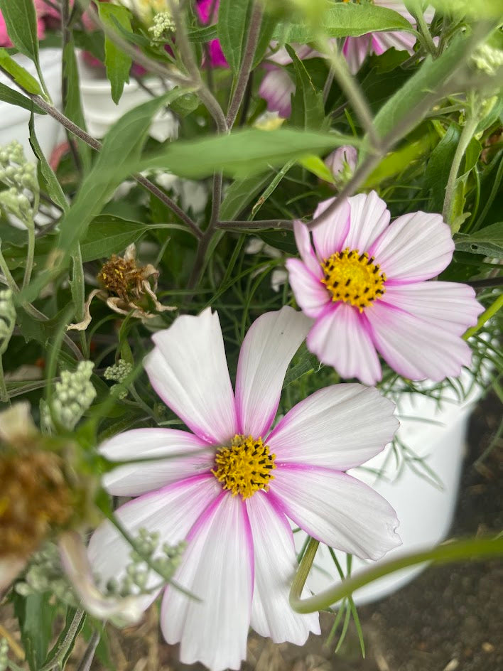 Peak Summer Flower Subscription (4 Weeks)