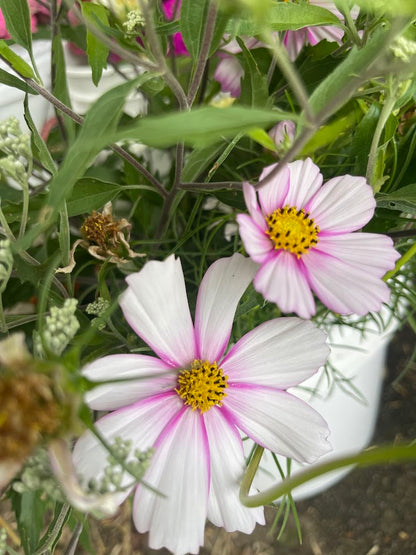 Peak Summer Flower Subscription (4 Weeks)